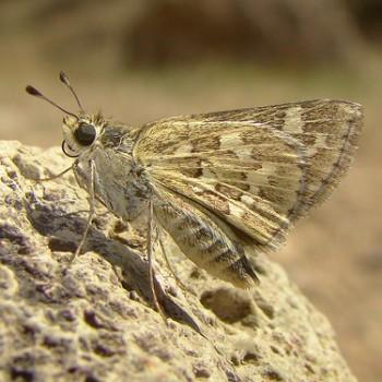 Polites carus