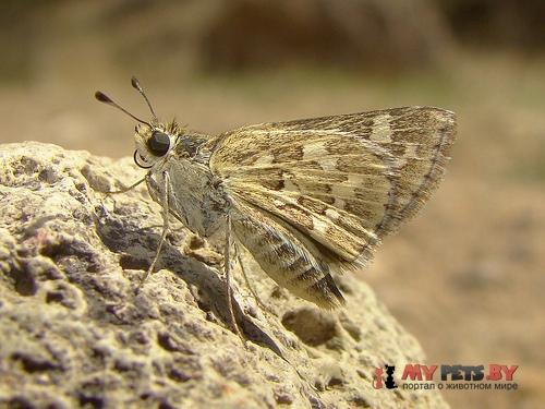 Polites carus
