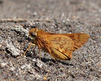 Phemiades pohli