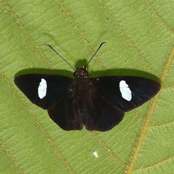 Celaenorrhinus ficulnea