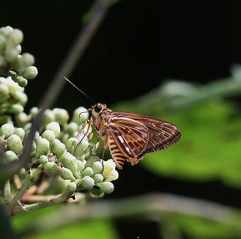 Pyroneura derna