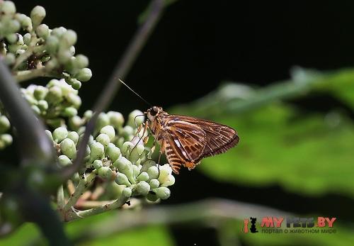 Pyroneura derna