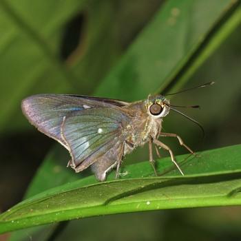 Neoxeniades scipio