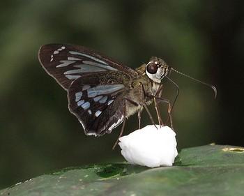 Phanus vitreus