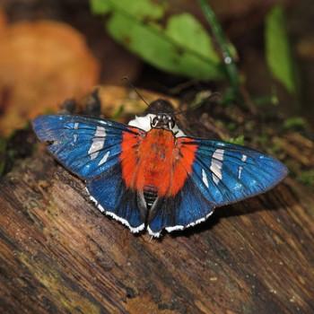Tarsoctenus corytus
