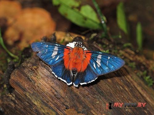 Tarsoctenus corytus