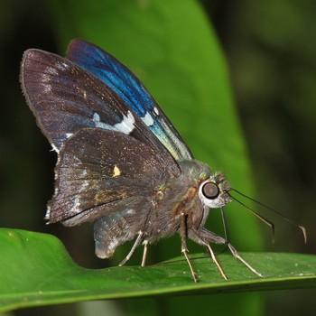 Astraptes enotrus
