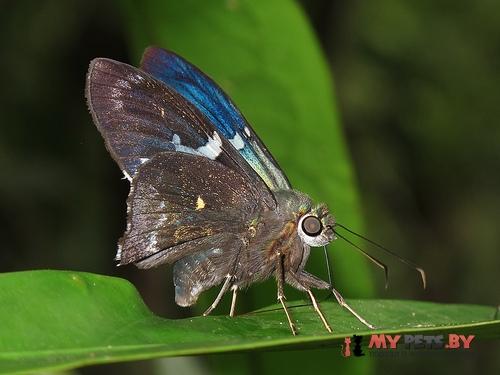 Astraptes enotrus