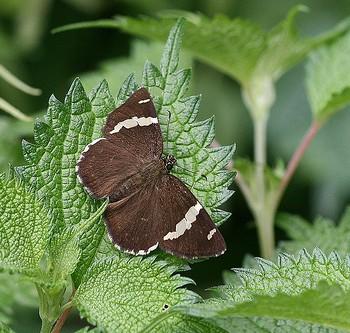 Celaenorrhinus tibetana