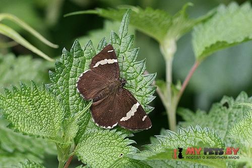 Celaenorrhinus tibetana