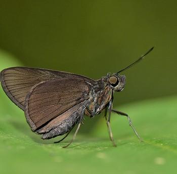 Quedara monteithi