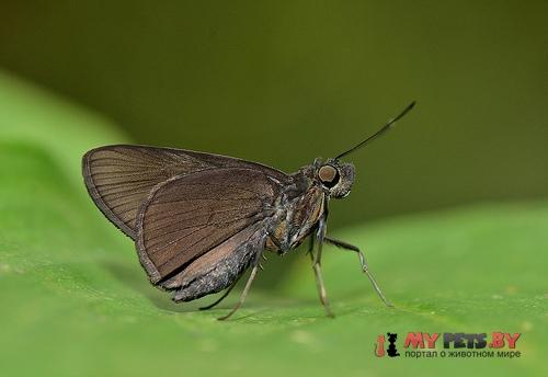 Quedara monteithi