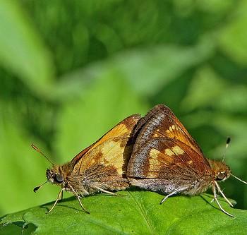Poanes hobomok