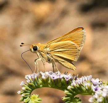 Pseudocopaeodes eunus