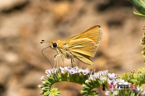 Pseudocopaeodes eunus