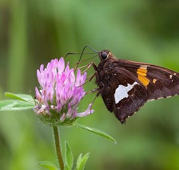 Epargyreus clarus