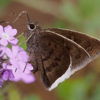 Achalarus toxeus