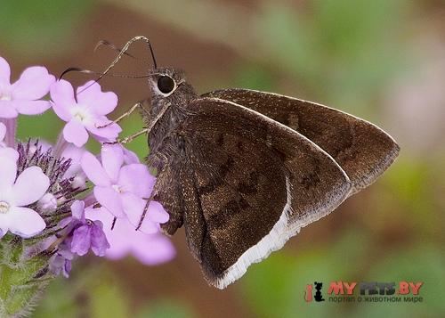 Achalarus toxeus