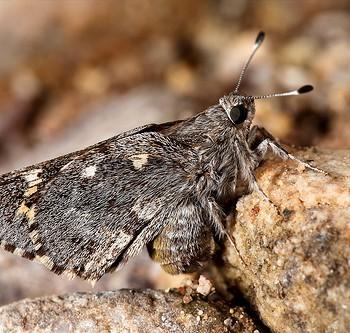Agathymus evansi