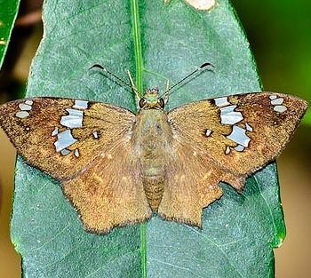 Celaenorrhinus similis