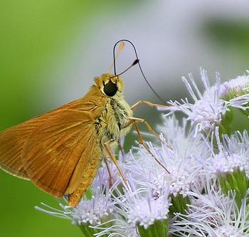 Wallengrenia otho