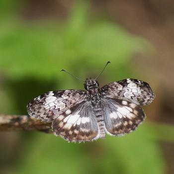 Chiomara asychis