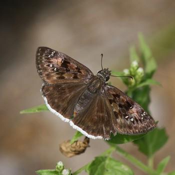 Erynnis funeralis
