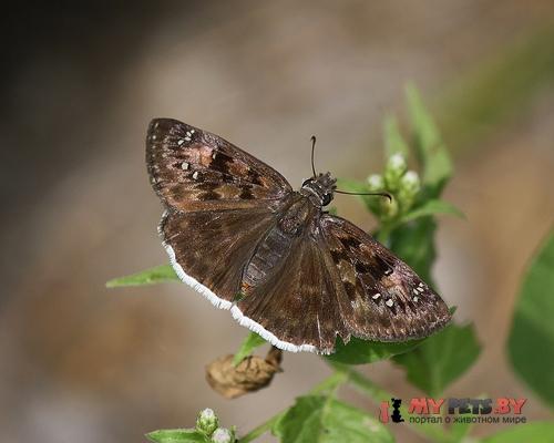 Erynnis funeralis