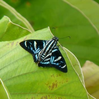 Elbella miodesmiata
