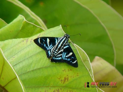 Elbella miodesmiata