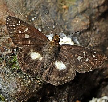 Gerosis limax