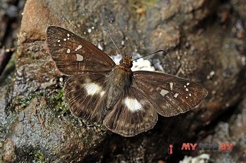 Gerosis limax