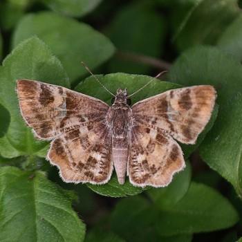 Systasea pulverulenta