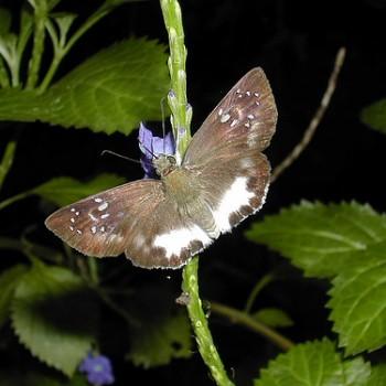 Tagiades trebellius