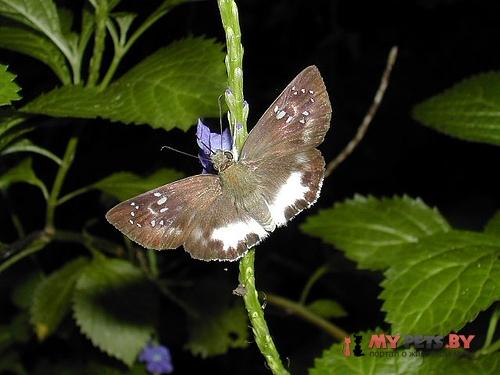Tagiades trebellius