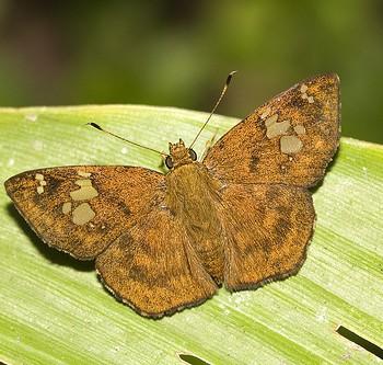 Pseudocoladenia festa