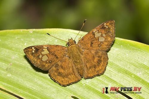 Pseudocoladenia festa
