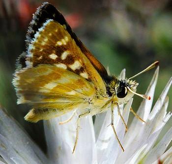 Spialia diomus