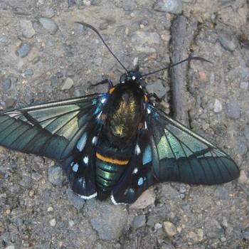 Oxynetra semihyalina