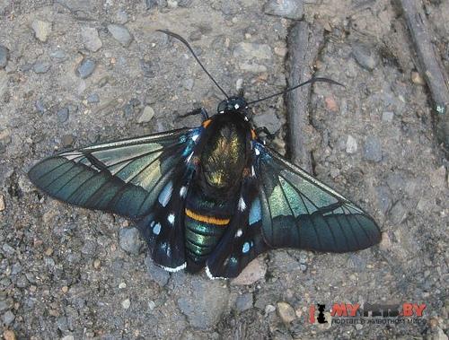 Oxynetra semihyalina