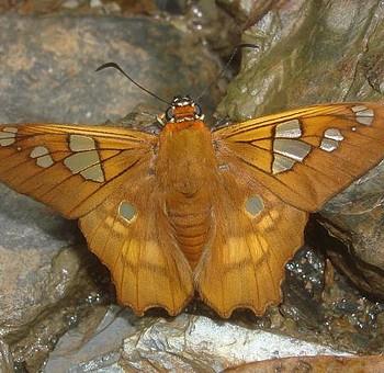 Myscelus phoronis