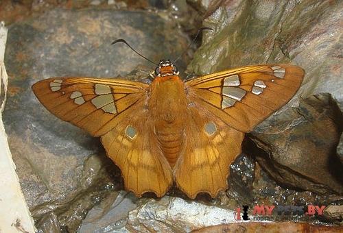 Myscelus phoronis