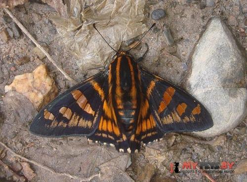 Mimardaris lomax