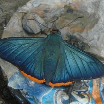 Chalypyge zereda