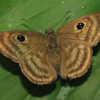 Cyclosemia lathaea