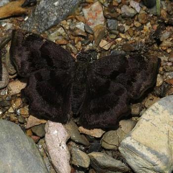 Antigonus mutilatus
