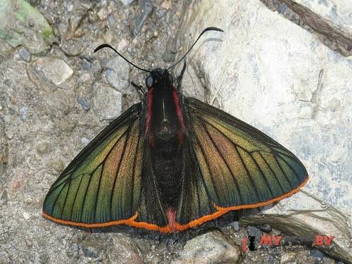 Pyrrhopyge telassa