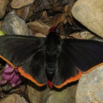 Pyrrhopyge phylleia