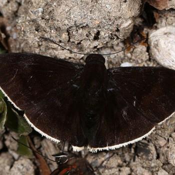 Aethilla eleusinia