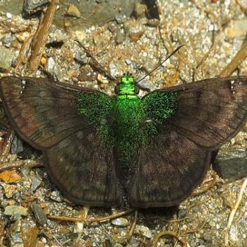 Gorgopas trochilus